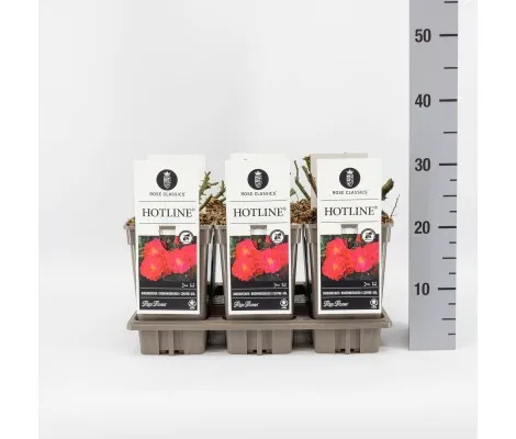 Rosa HOTLINE® Ø17 cm
