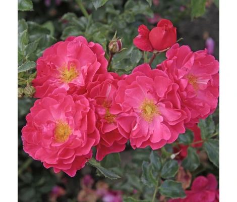 Rosa HOTLINE® Ø17 cm